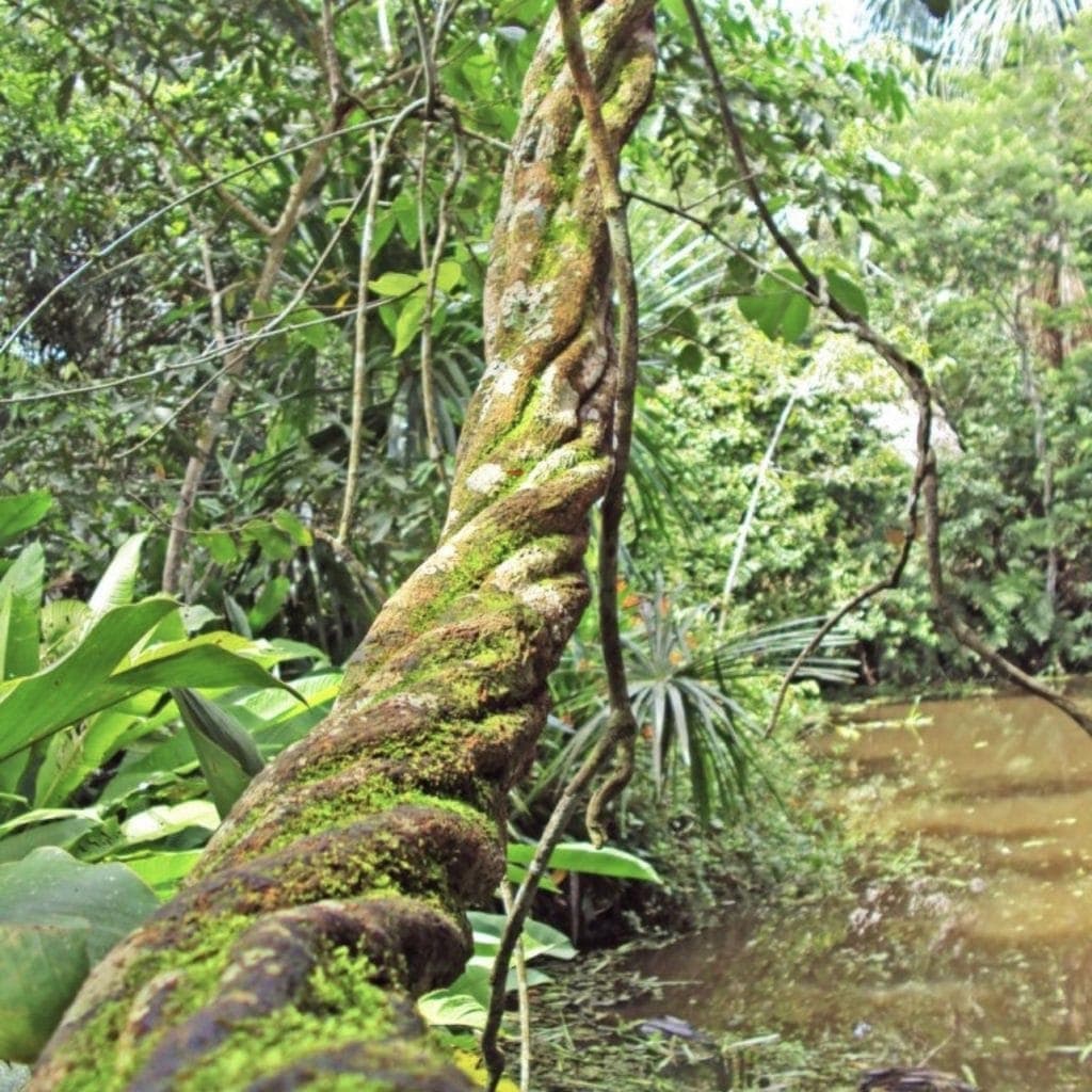 ayahuasca